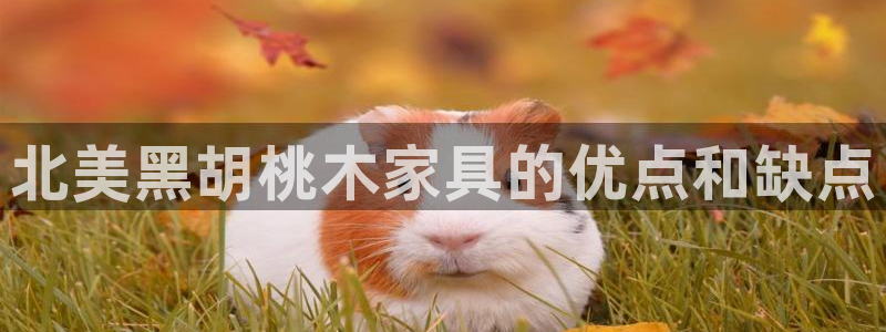 菲律宾龙八国际