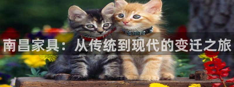 龙八国际b48点tv